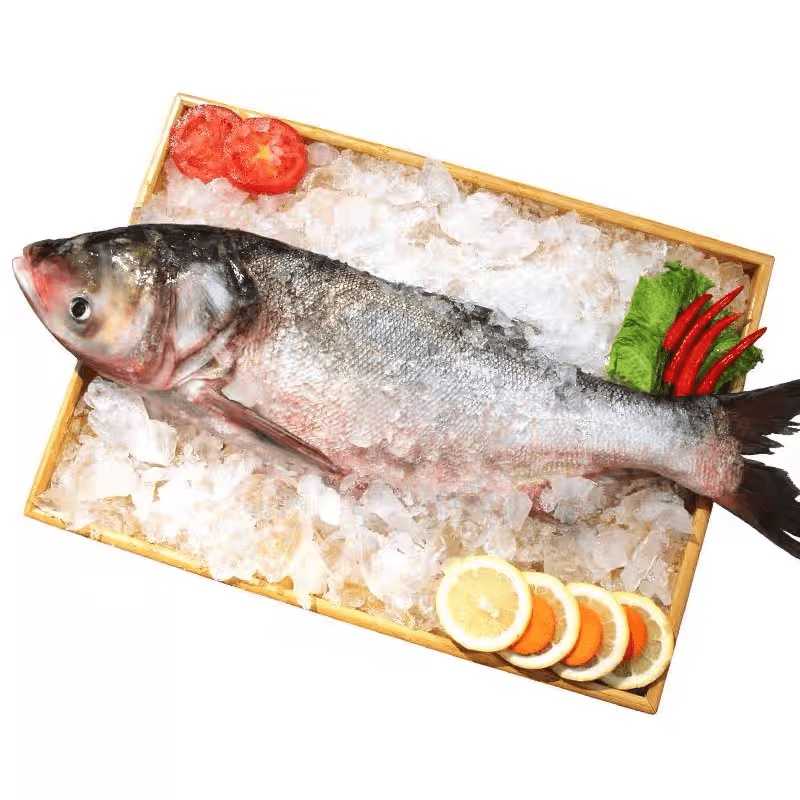 查干湖胖頭魚(yú) 胖頭魚(yú) ≥3000g